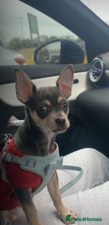 Chihuahua dogs - Advert 1