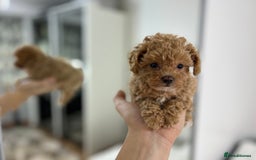 Maltipoo dogs for sale: 🐩Korean Maltipoo🐩 - Image 7