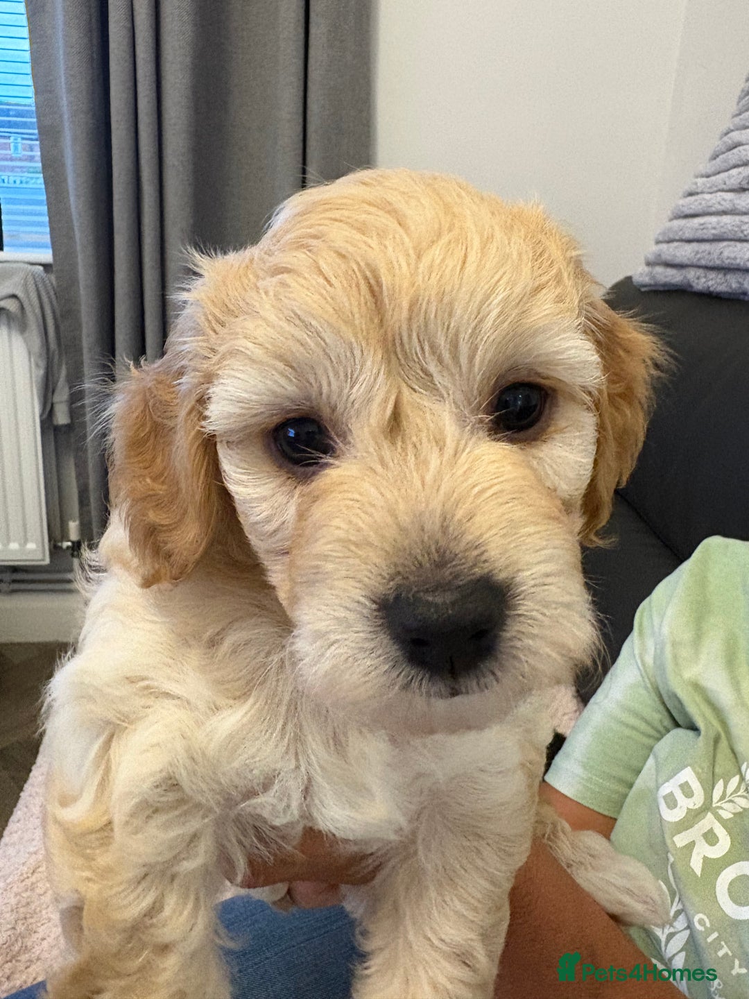 Mixed Breed dogs for sale: Cockapoo cross Poochon  - Image 3