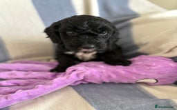 Cockapoo dogs for sale: F2 CockerPoos  - Image 9