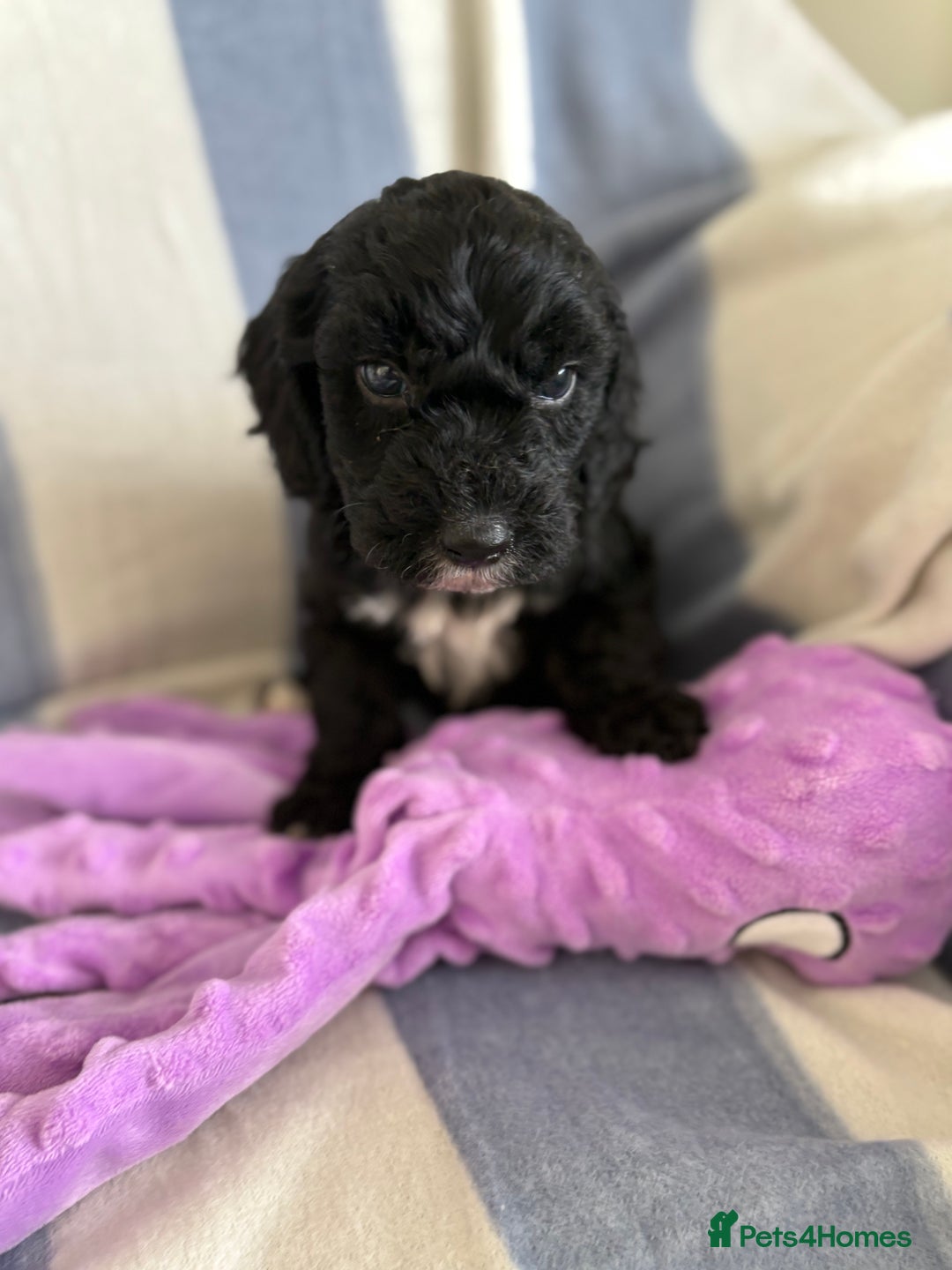 Cockapoo dogs for sale: F2 CockerPoos  - Image 9