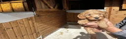 Cavapoo dogs for sale: Beautiful Cavapoo puppy in Dumfries - Advert 12