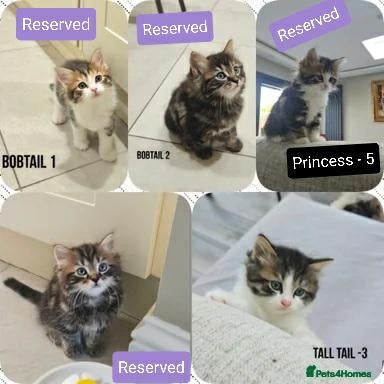 Mixed Breed cats Kuril- Doll🐾 Tiny Paws Seeking Forever Homes! 🐾 - Advert 1