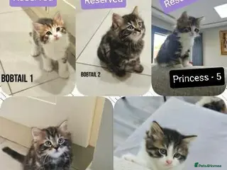 Mixed Breed cats Kuril- Doll🐾 Tiny Paws Seeking Forever Homes! 🐾 - Advert 1