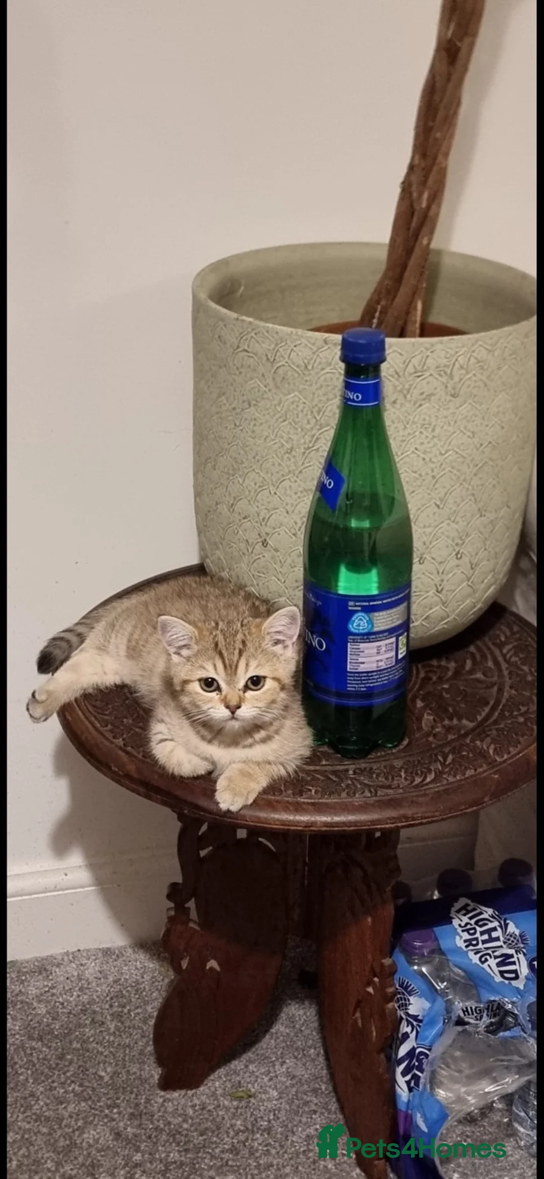 British Shorthair cats for sale: 💛🐾Beautiful Golden British Shorthair Boy  - Advert 2