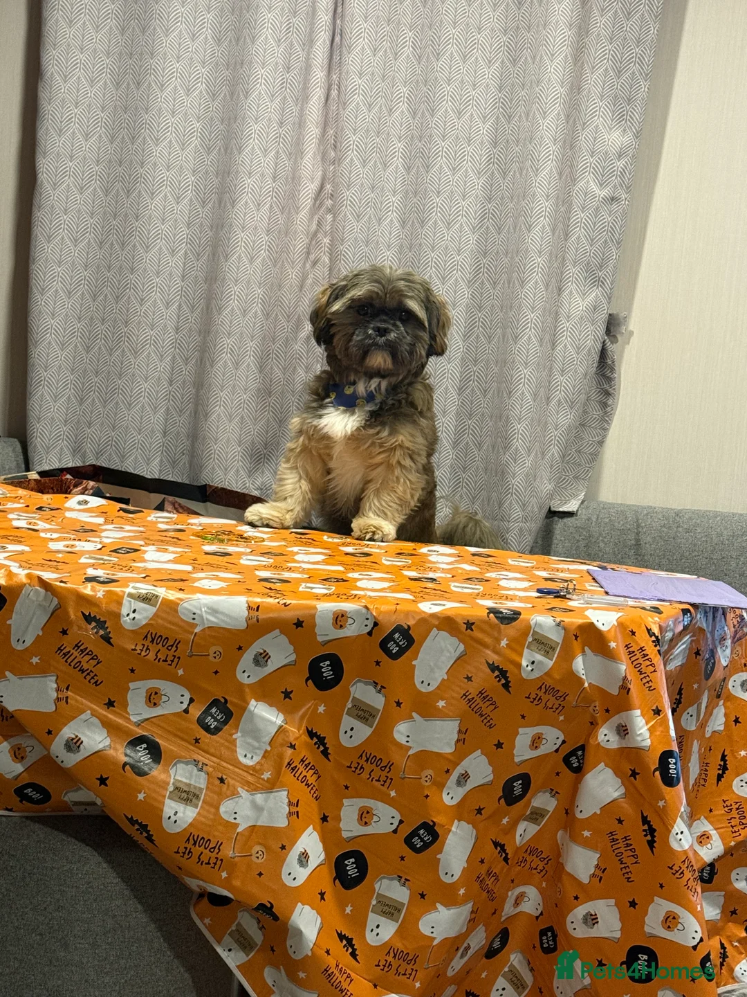 Shih Tzu dogs for sale: Shih Tzu puppies - Advert 10