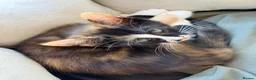 Mixed Breed cats for sale: Two Gorgeous Tortoiseshell girl kittens - Advert 7
