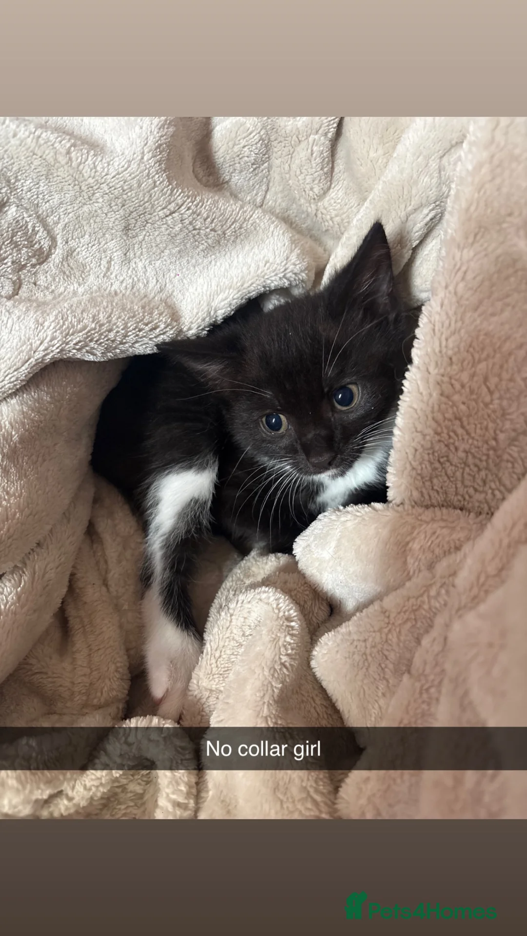 Mixed Breed cats for sale: Kittens  - Advert 2