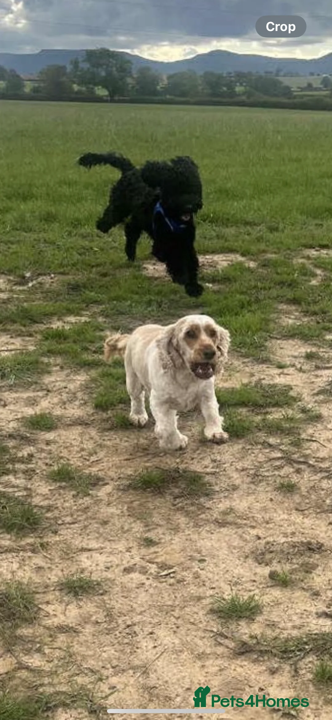 Cockapoo dogs for stud: Beautiful natured cockapoo for stud - Advert 8