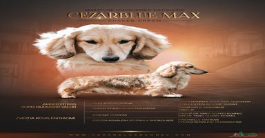 Miniature Dachshund dogs - Advert 7