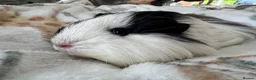 Guinea Pig rodents for sale: Guinea Pigs  - Advert 23