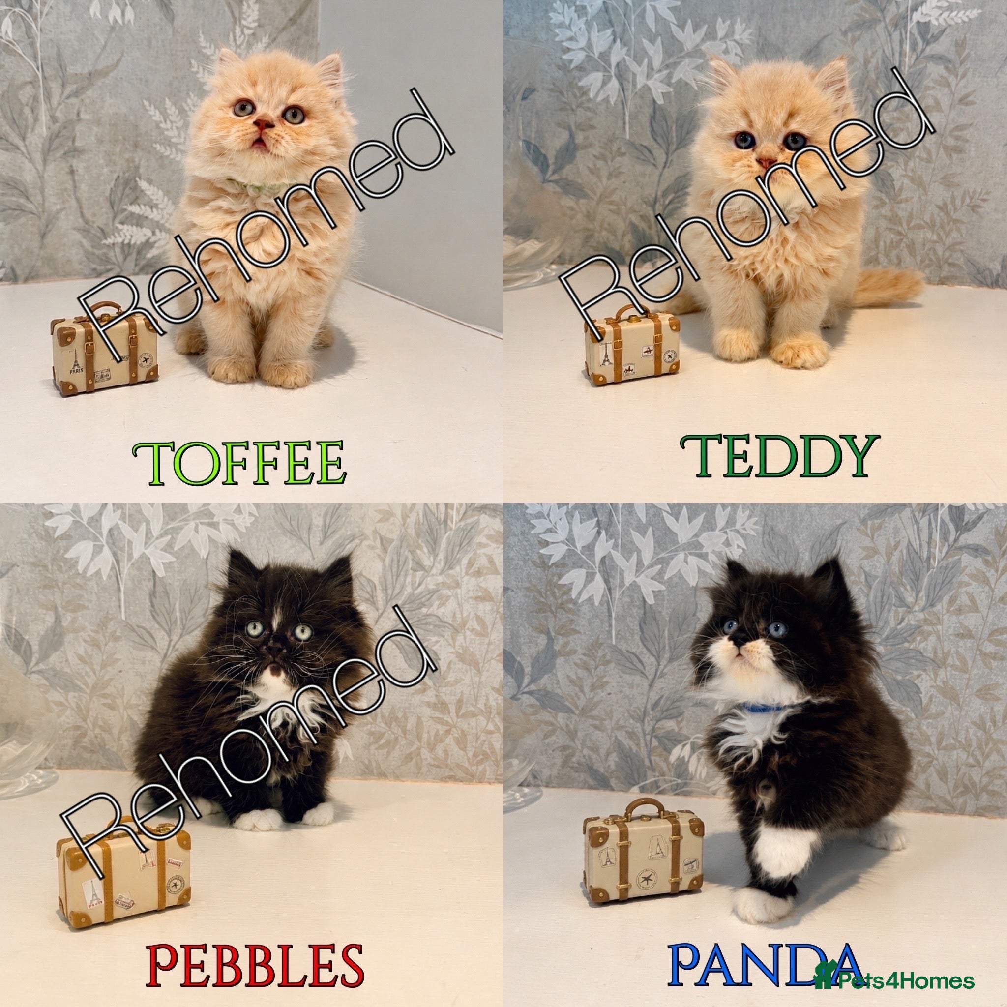 Persian cats 1 LEFT Beautiful LongHair Persian Kittens PKD neg - Advert 1