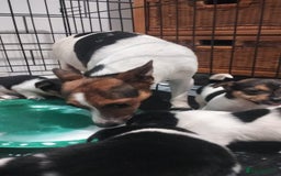 Jack Russell dogs for sale: Stunning Jack Russel puppies for sale - Image 6