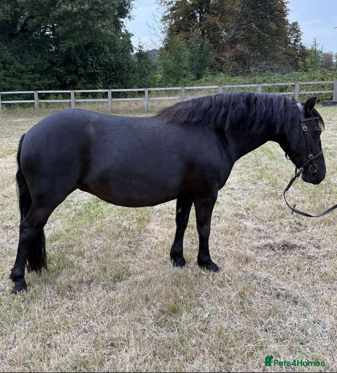 Dartmoor horses for sale: Jezamine ( jazz ) mothers dream!! - Advert 1