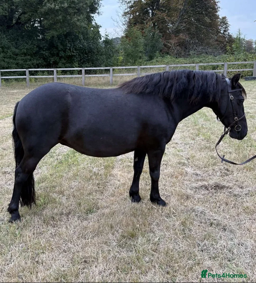 Dartmoor horses for sale: Jezamine ( jazz ) mothers dream!! - Advert 1