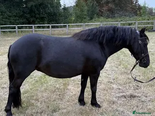 Dartmoor horses Jezamine ( jazz ) mothers dream!! - Advert 1