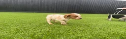 Brittany Spaniel dogs for sale: Working Brittany’s  - Advert 9