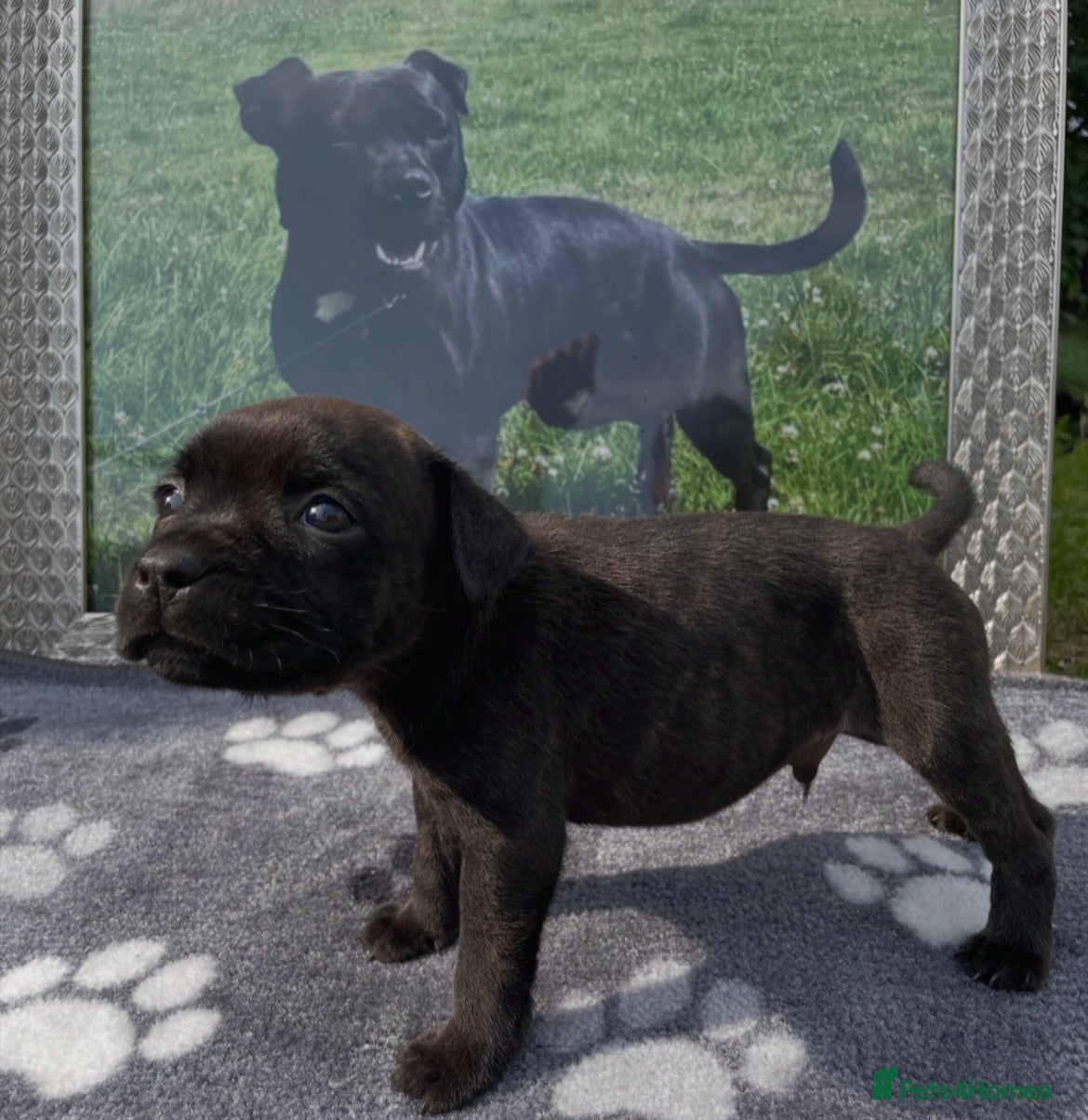 Staffordshire Bull Terrier dogs Black Eye SBTs this season litter 3 boys 3 girls  - Advert 2