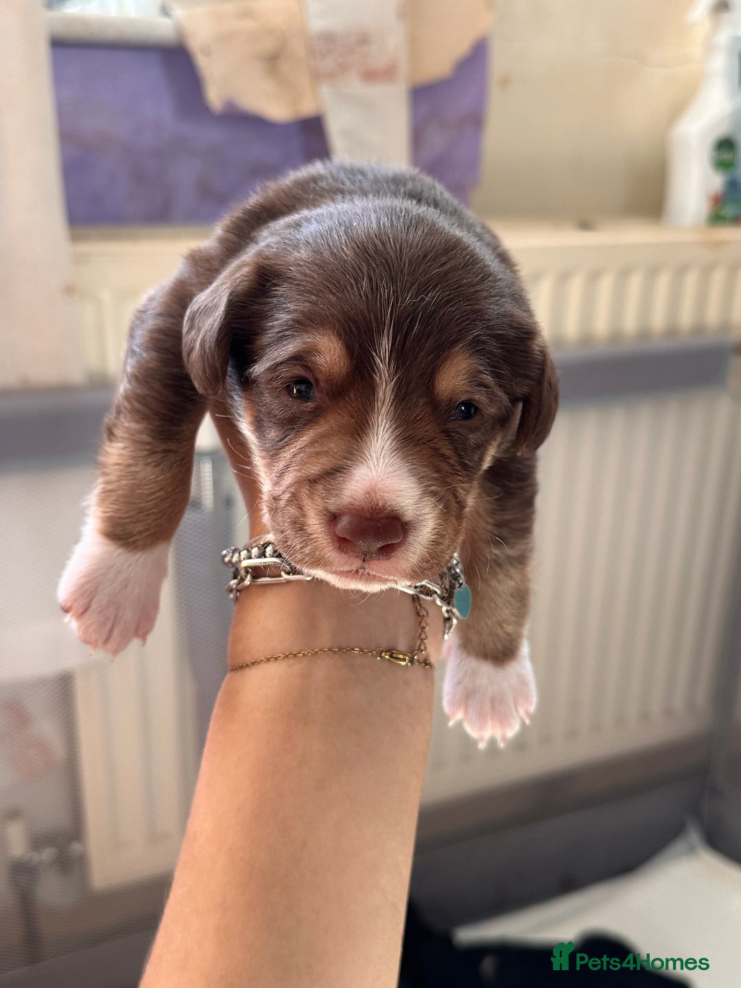 Mixed Breed dogs for sale: Mixbreed beautiful puppies  - Image 16