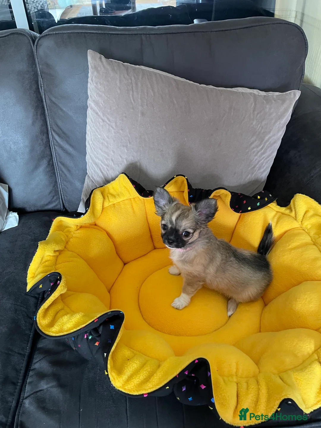 Chihuahua dogs for sale: Chihuahua long coat female puppies  - Advert 12