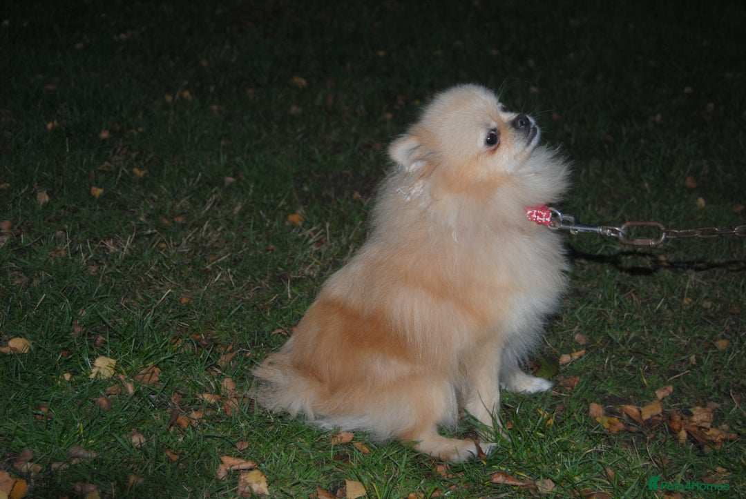 Pomeranian dogs for sale: Beautiful Cream Pomeranian Girl - 1 Year Old - Image 6