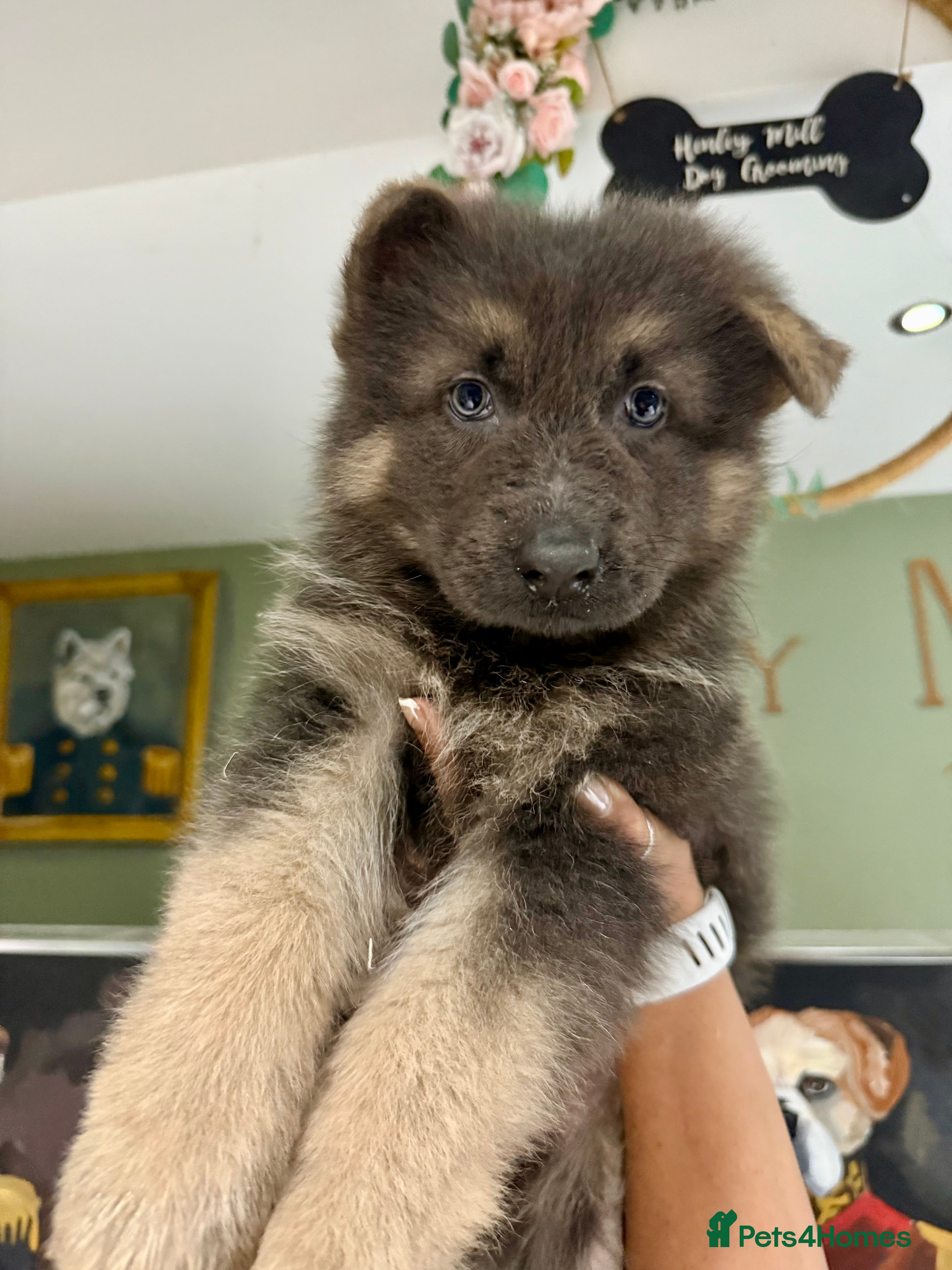 German Shepherd dogs ❤️KC pups ✨ health tested parents  - Advert 1