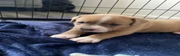 Mixed Breed dogs for sale: 2 boys 1 girl  - Advert 4