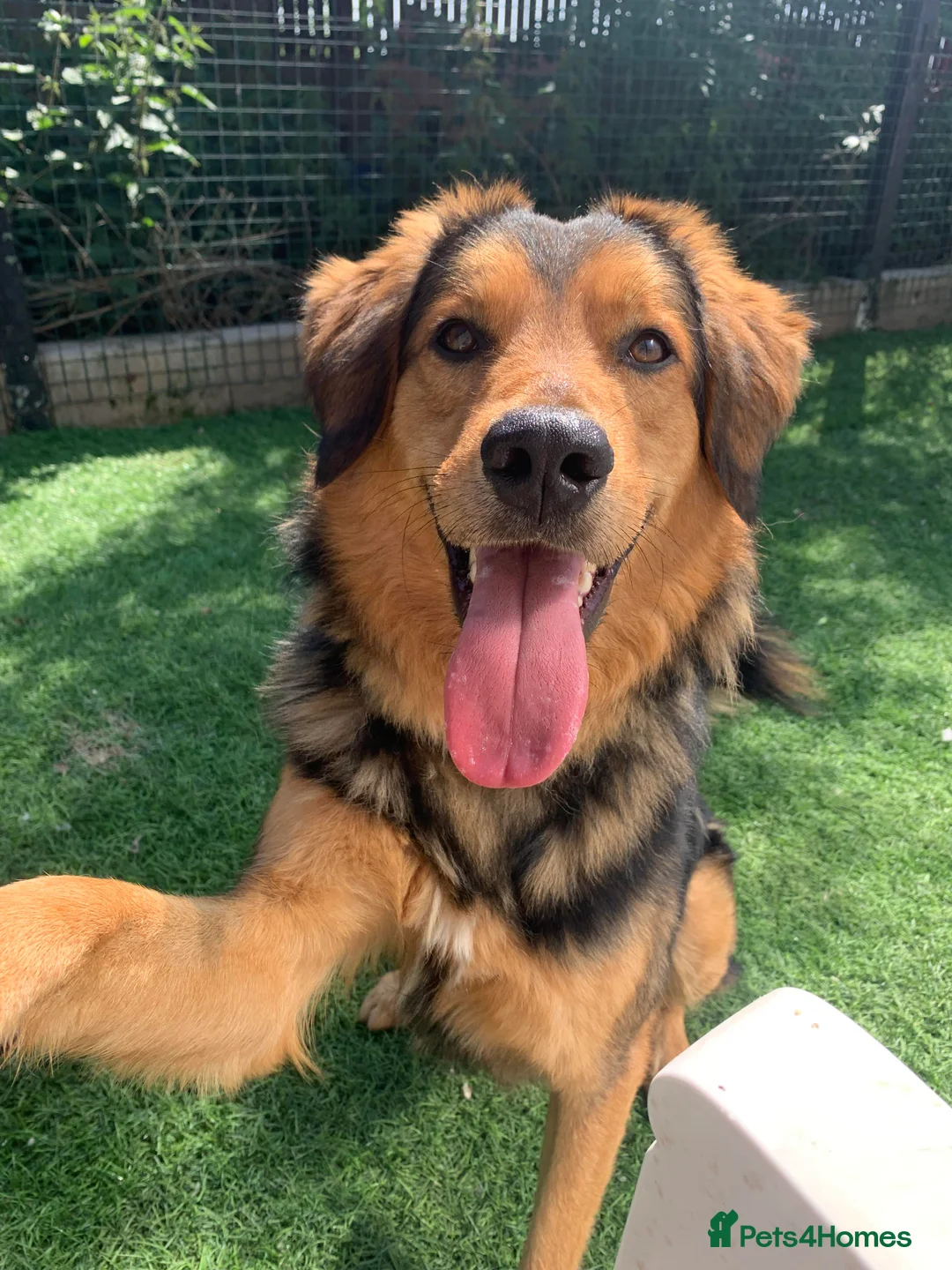 Mixed Breed dogs for adoption: Meet Derry, currently residing in Cheshire  in Nantwich - Advert 5