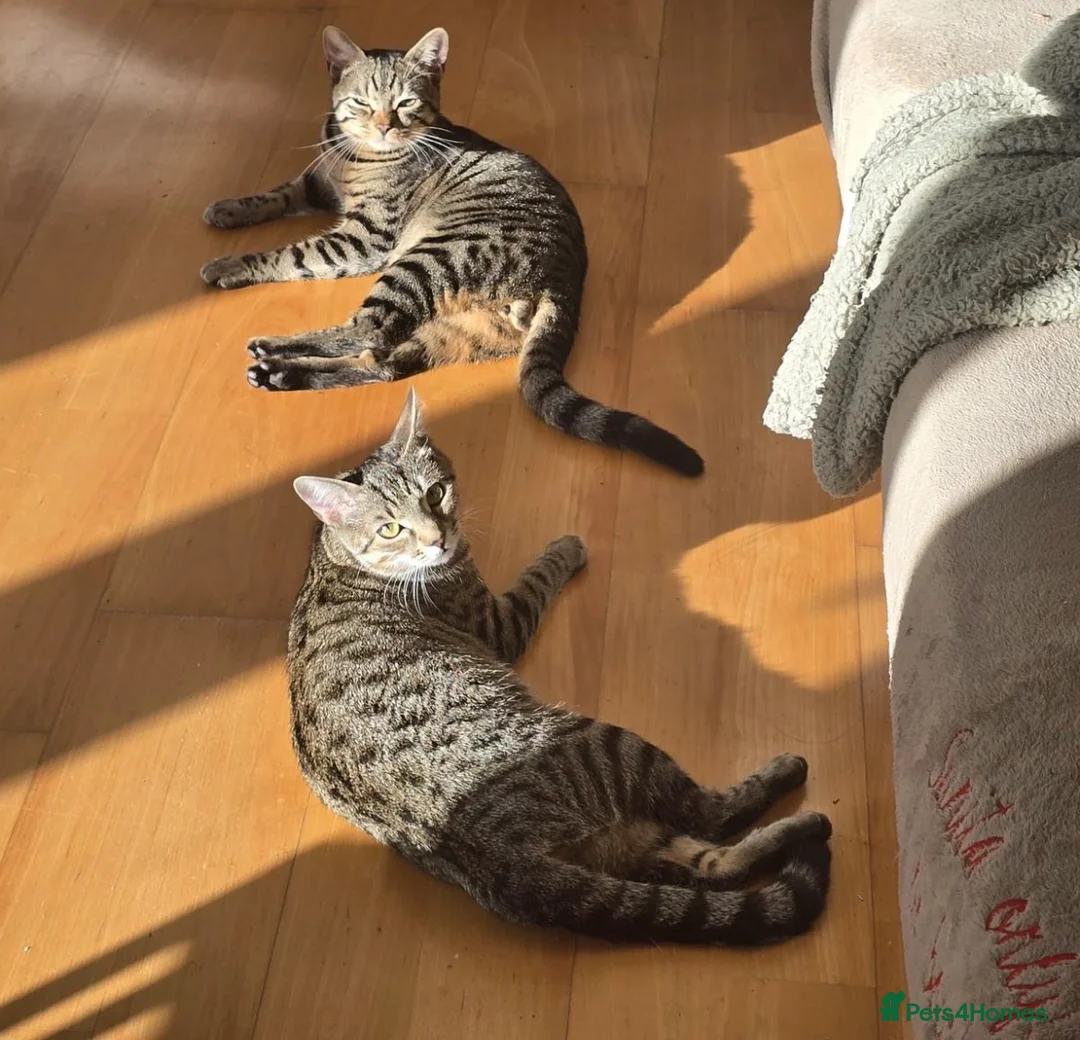 American Shorthair cats for sale: Cute American Shorthair tabbys - Advert 1