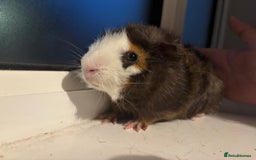 Guinea Pig rodents for sale: Four Guinea Pigs with Set Up and Accessories - Image 11