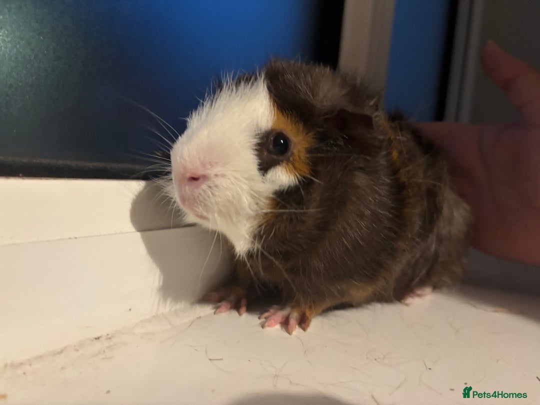 Guinea Pig rodents for sale: Four Guinea Pigs with Set Up and Accessories - Image 11