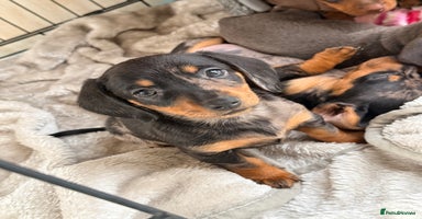 Dachshund dogs Beautiful mini dachshunds puppies  - Advert 7