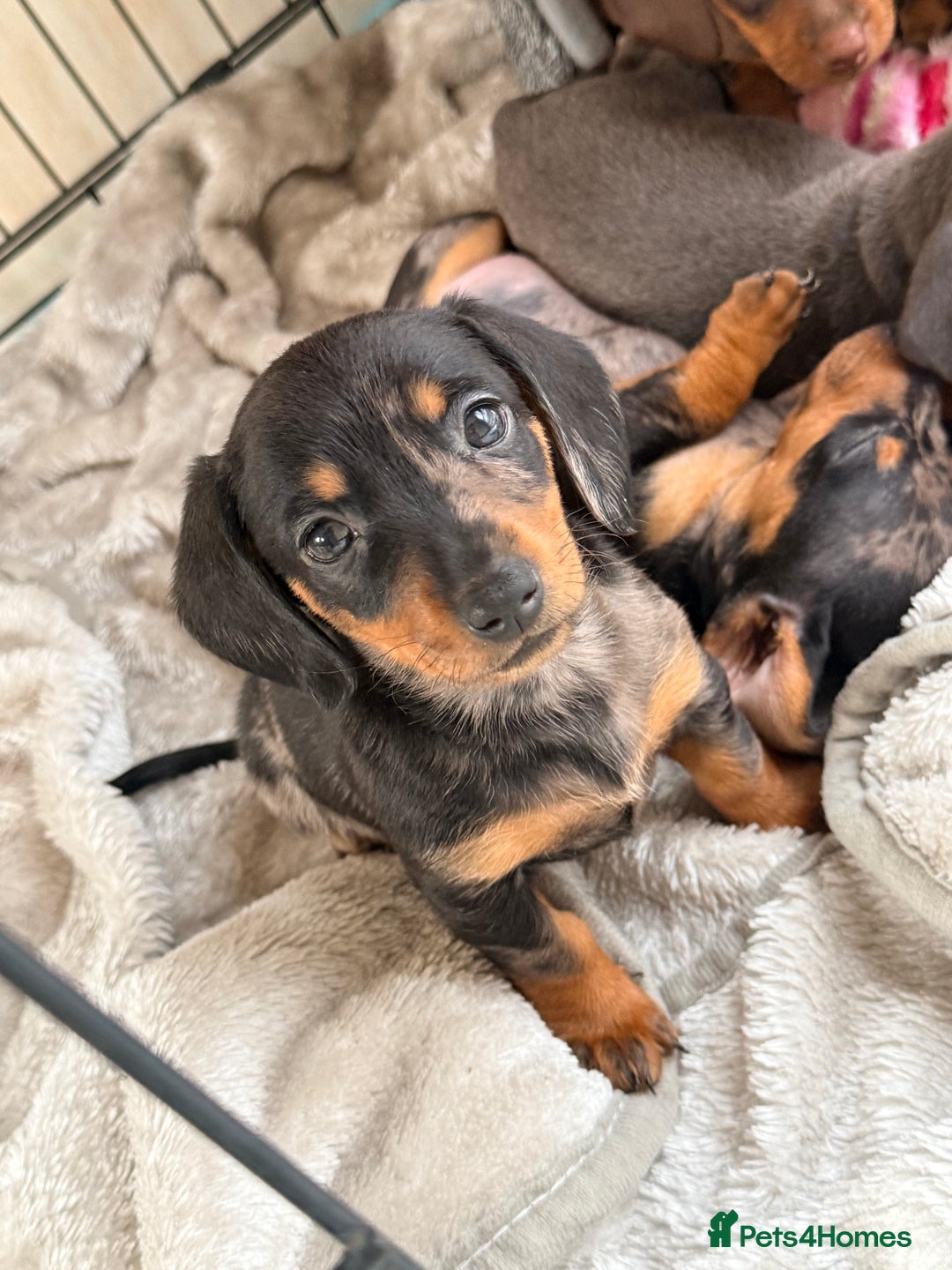 Dachshund dogs for sale: ⭐️LAST BOY AVAILABLE- Mini dachshunds pups⭐️ - Advert 3