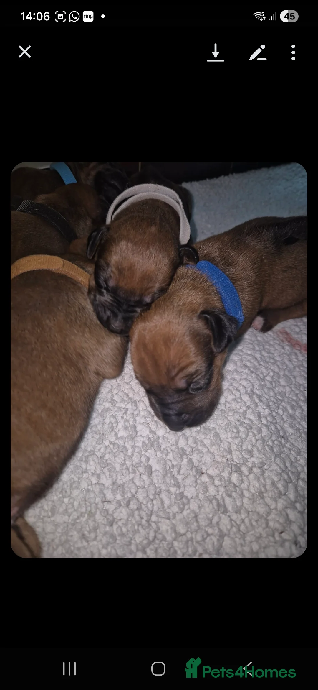 Rhodesian Ridgeback dogs for sale: Rhodesian ridgeback pups  - Advert 2