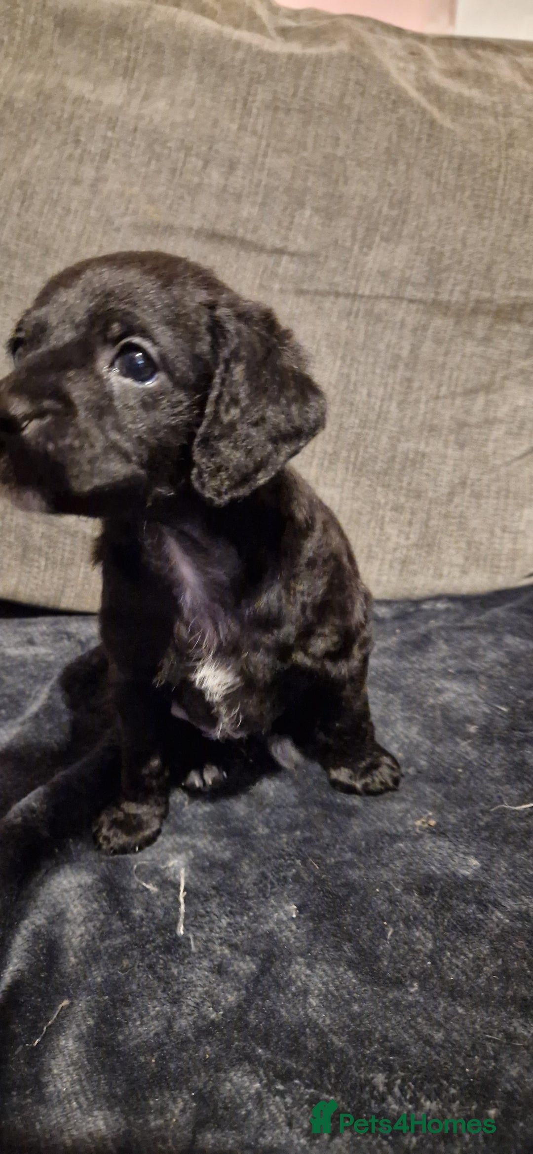 Chipoo dogs for sale: Poodle cross chihuahua puppies  - Advert 7