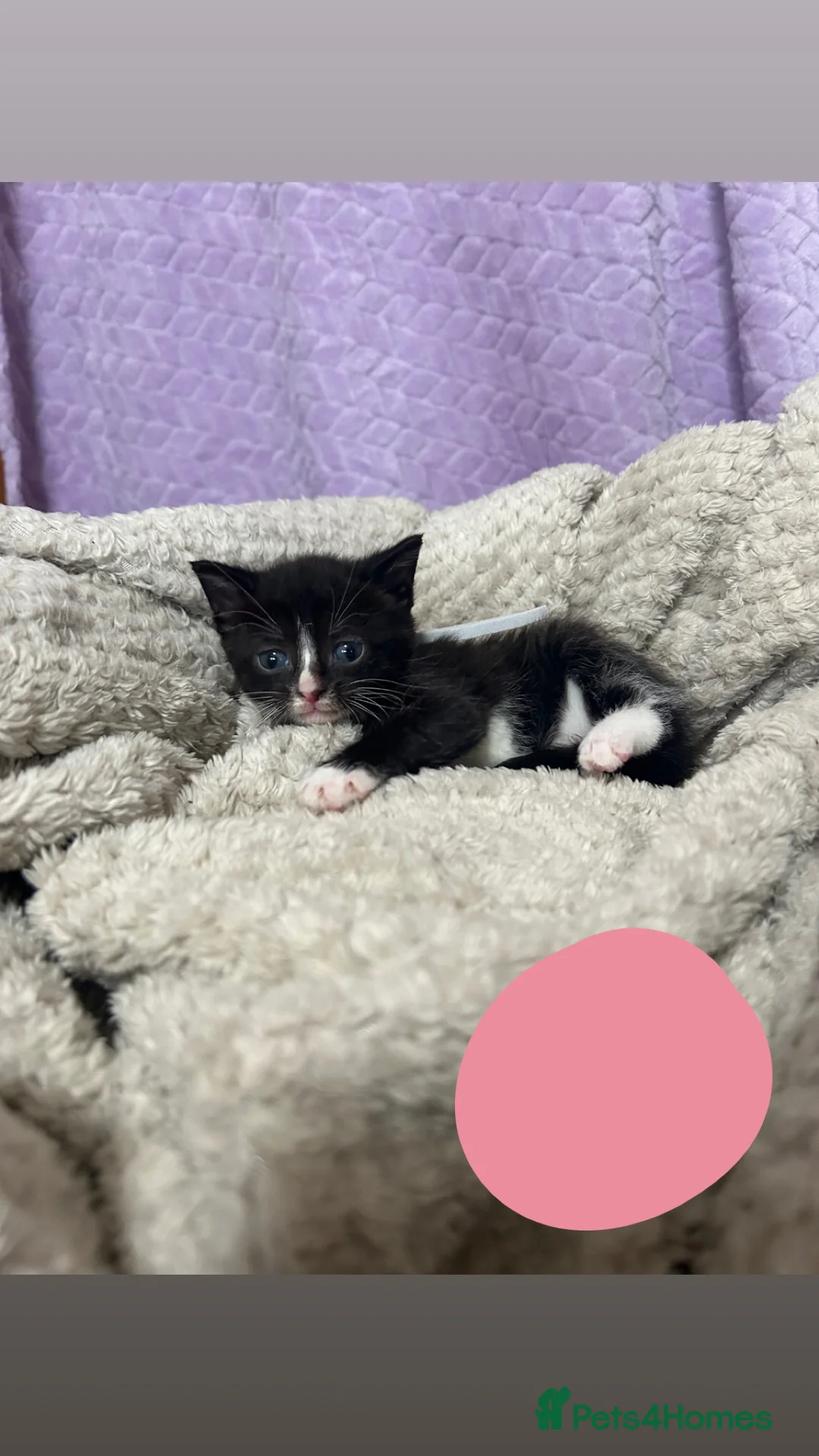 Domestic Shorthair cats for sale: kittens  - Advert 3