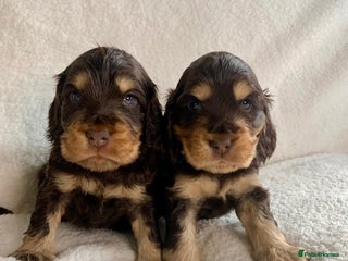 Cocker Spaniel dogs - Advert 3
