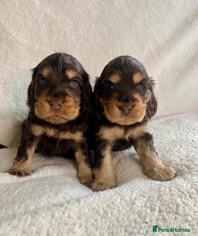 Cocker Spaniel dogs - Advert 8