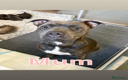 Staffordshire Bull Terrier dogs for sale: Staffordshire bull terrier puppy’s  - Image 9