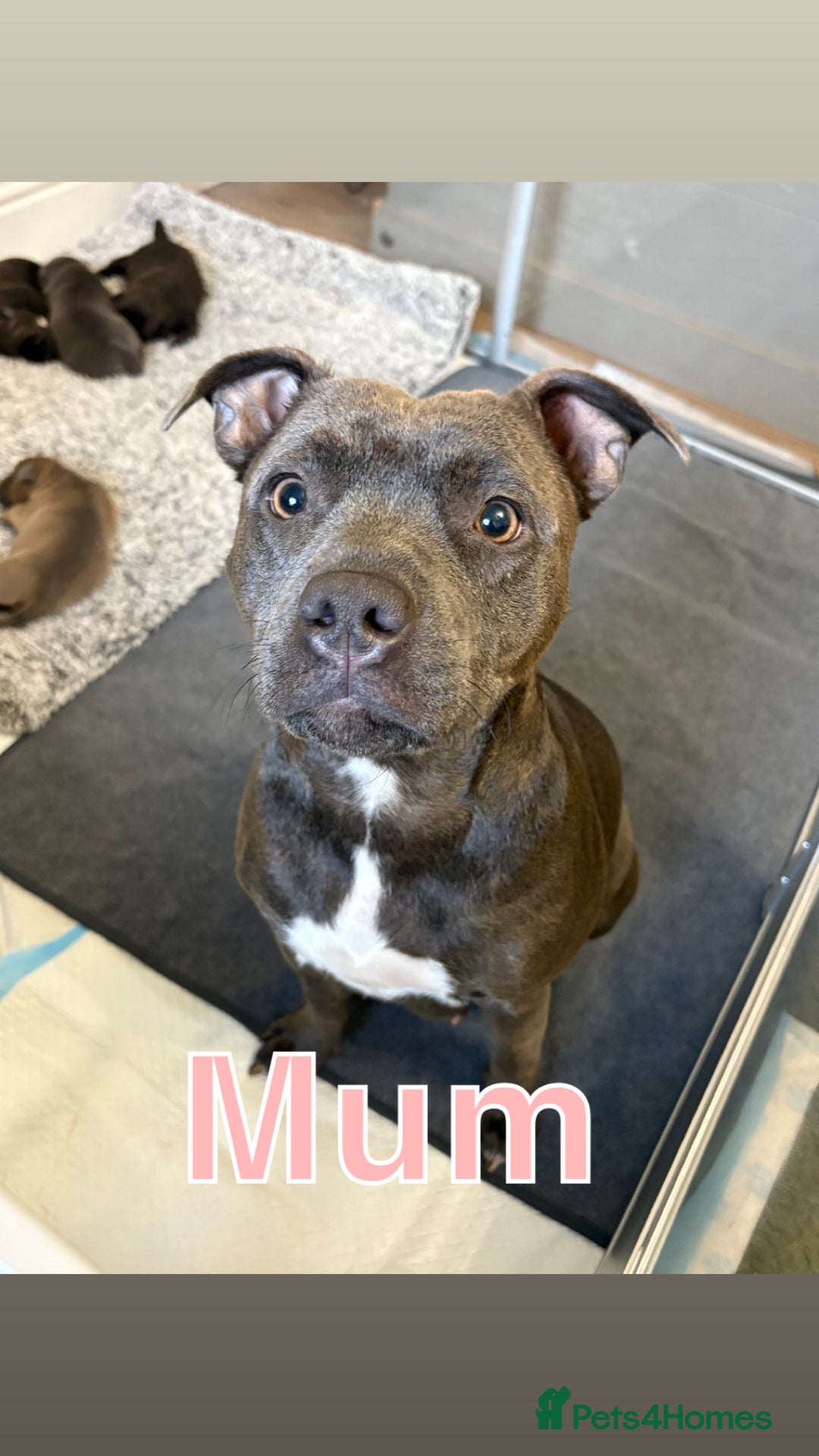 Staffordshire Bull Terrier dogs for sale: Staffordshire bull terrier puppy’s  - Image 9