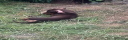 Miniature Dachshund dogs for sale: Chocolate and Tan miniature dachshund - Advert 5