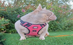 French Bulldog dogs for sale: Adult French Bulldogs  - Image 6