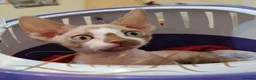 Devon Rex cats for sale: Beautiful Devon Rex Kitten - Advert 12