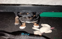 Mixed Breed dogs for sale: 4 gorgeous puppies 3 males 1 female  - Image 4