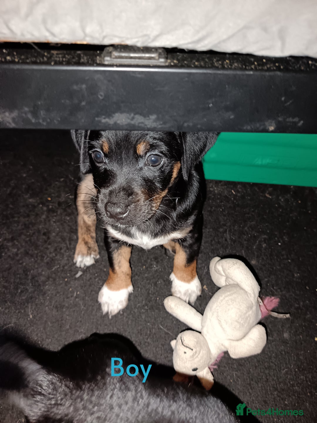 Mixed Breed dogs for sale: 4 gorgeous puppies 3 males 1 female  - Image 4