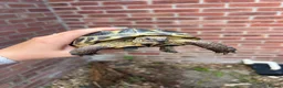 Tortoise reptiles for sale: Horsefield girl for sale in Harleston - Advert 3