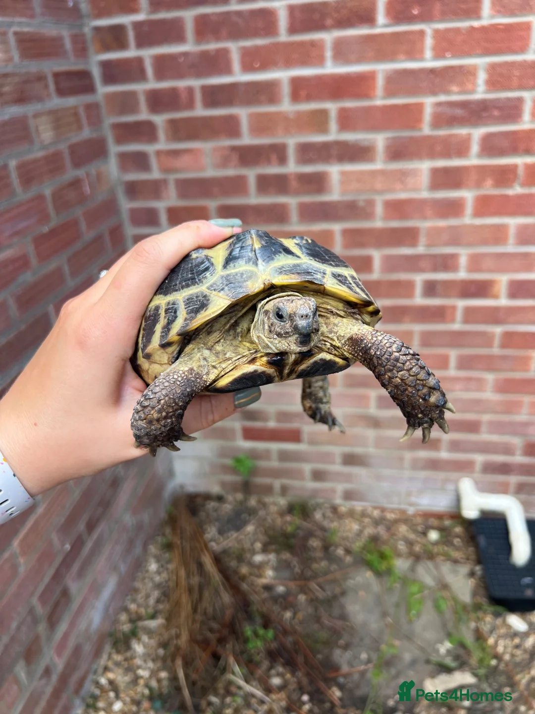Tortoise reptiles for sale: Horsefield girl for sale in Harleston - Advert 3