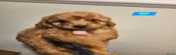 Cavapoo dogs for sale: 🩵🫧 4 Cavapoo Puppies 🫧🩵 - Advert 8