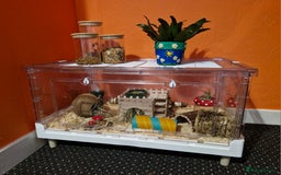 Hamster rodents for sale: Female Syrian Hamster  - Image 1