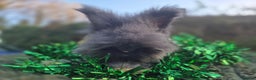 Angora rabbits for sale: 🖤 READY NOW- FULL FACED BLACK ANGORA BUNNIES 🖤 - Advert 4